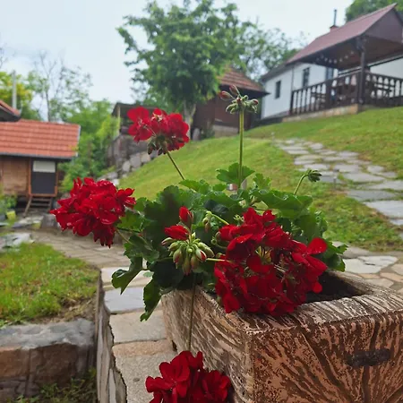 Kojzak *